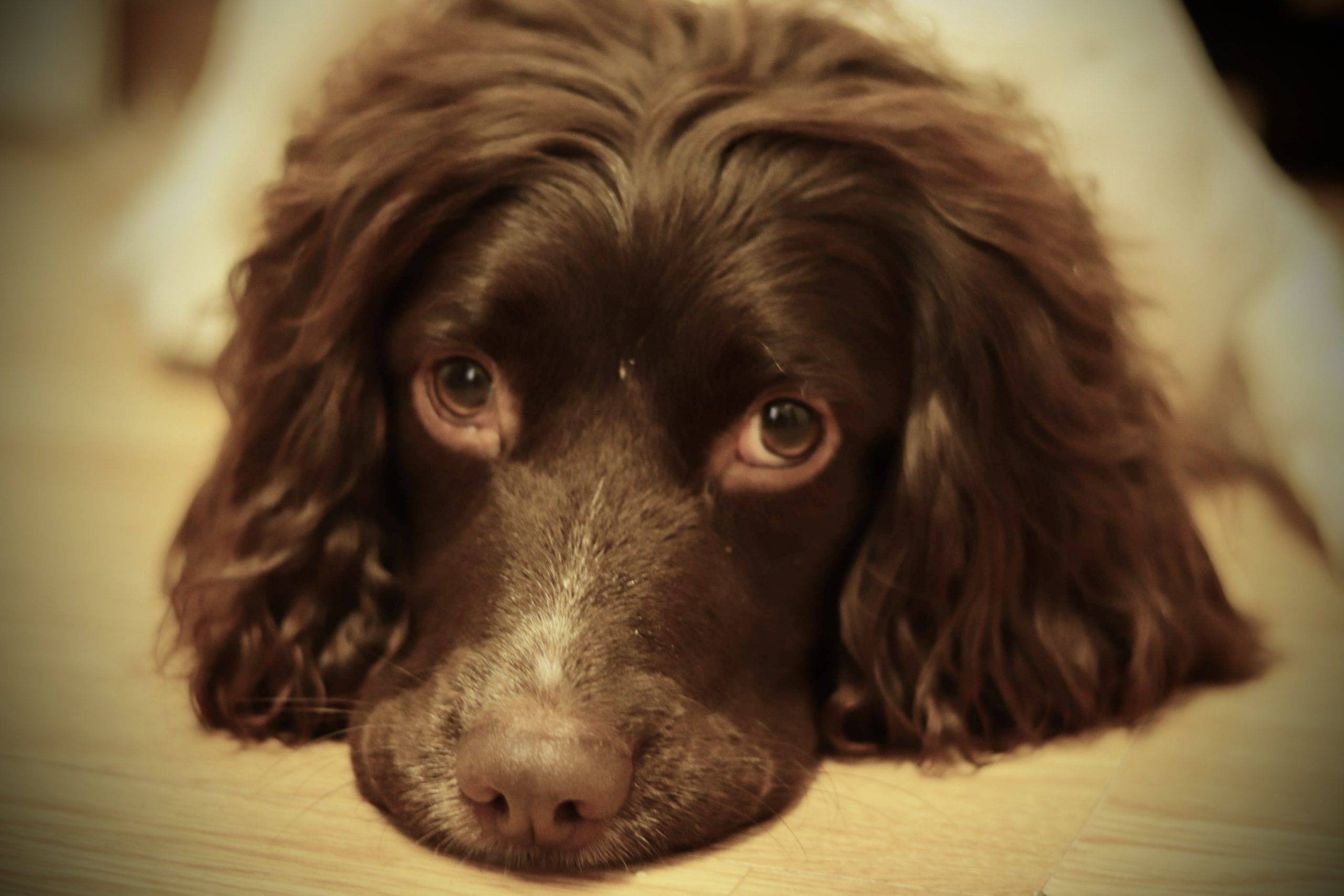 The English Springer Spaniel