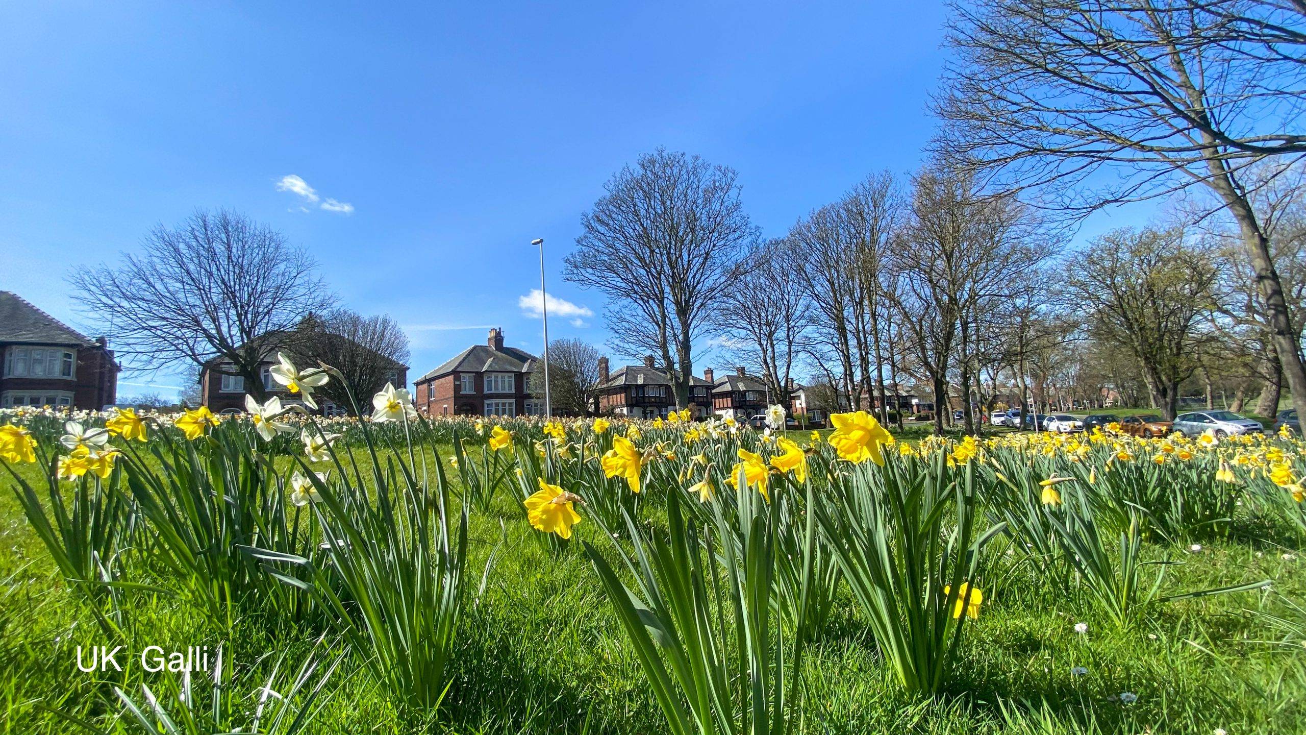 ดอกดารารัตน์ เริ่มเบินเมื่อย่างเข้าสูฤดูร้อน UK Spring
